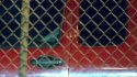 CarsTowedfromPikeCoRedTruckDrvrDoorEvidencSeal.jpg