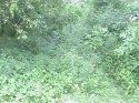 DSC00069.JPG