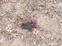 DSC00078.JPG