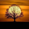 Moon behind tree.jpg