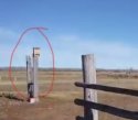 fence post.jpg