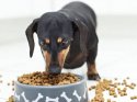 Hund-Dackel-Trockenfutter-Frisst-Fetsaeuren.jpg