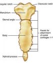 sternum.jpg