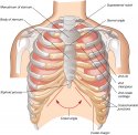 thoracic cage.jpg