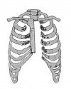 injuries to sternum and ribs.jpg