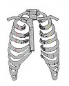 injuries to sternum and ribs 1.jpg