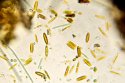 diatoms.jpg