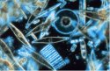 diatoms2.jpg