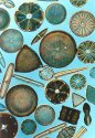 diatoms3.jpg