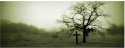 Cross by Tree.JPG
