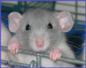 Ted the Rat.jpg