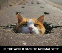 Normal yet.jpg