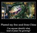 China Seeds.jpg
