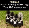 Service dogs.jpg