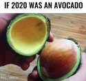 Avocado.jpg