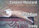 clue-cat.jpg