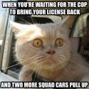 License back.jpg