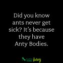Ants.jpg
