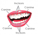 C8929BFF-E1E8-438F-A97D-D0C1CA7A20D3.png