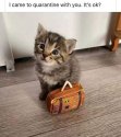 Kitty with suitcase.jpg