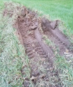 Bobcat Prints 1.PNG