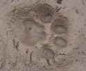 Bobcat Prints 2.PNG