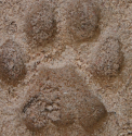 Mountain Lion Prints.PNG
