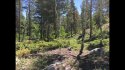 19057 Puma Path Clearing in Wooded Area.jpg