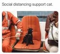social distance cat.jpg