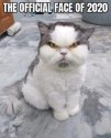 Official face 2020.jpg