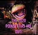 2020 Poinsettias.jpg