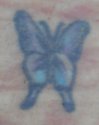 UP61651butterfly.jpg