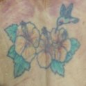 UP61651hibiscus.jpg UP61651hibiscus.jpg