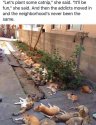 Plant catnip.jpg