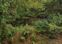 Pond 2.PNG