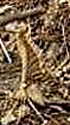 JD_Case_Braided_Item_Close_Up_Sharpened.png