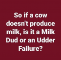 A cow.png