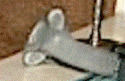 body bug.GIF