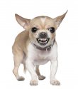 bigstock_Angry_Chihuahua_Growling__Ye_7629174.jpg