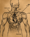 vena cava.png