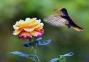 hummingbird.jpg