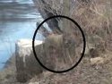 what is that lurking at 7 bridges b.JPG