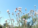 ButterflyThistle3.jpg