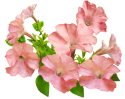 flowers-4989802_640.png