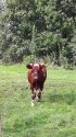 Latvian Cow.jpg