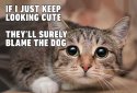 cat-memes-lede-1300x890.jpg