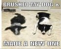 Brushed my dog.jpg