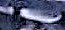 unknown3.jpg