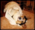Boycie Back Nap.jpg