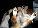 boycie sleep 5.9.13.jpg